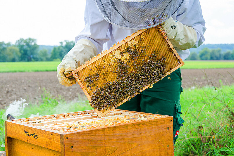 Imkei am Bienenstock